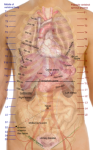 Donaldson Chiropractic Office